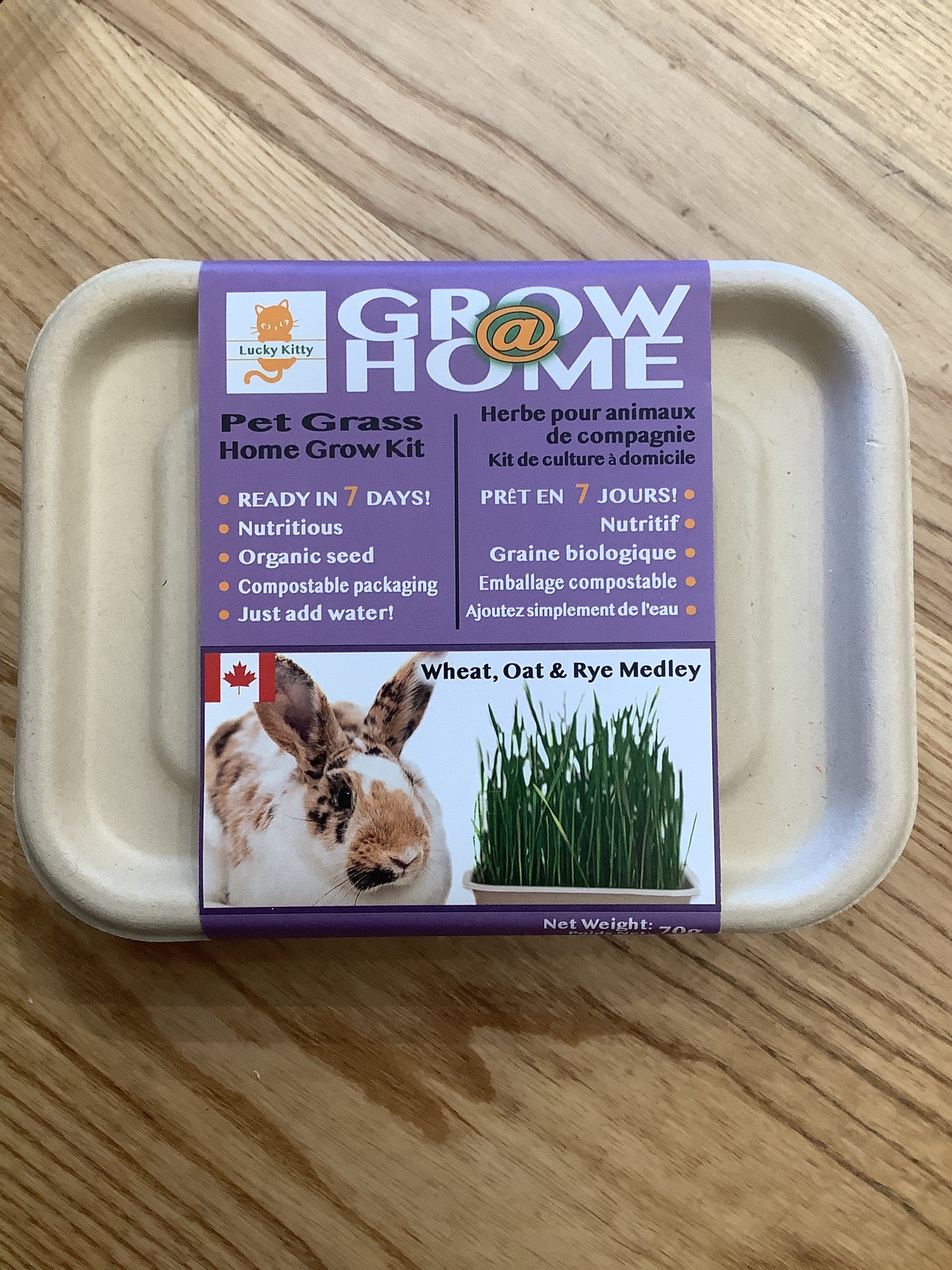 Lucky kitty grow at home