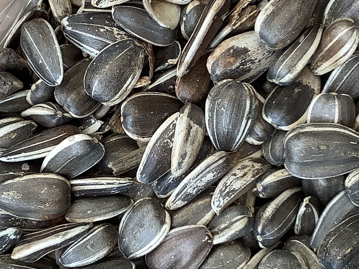 Wild Bird Seed: Striped Sunflower