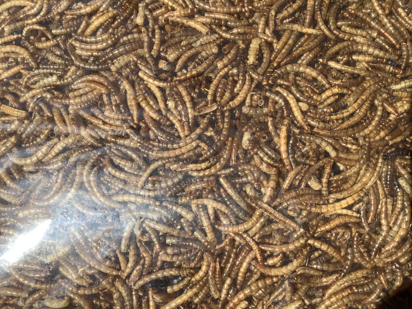 Topcrop: Dried Mealworms