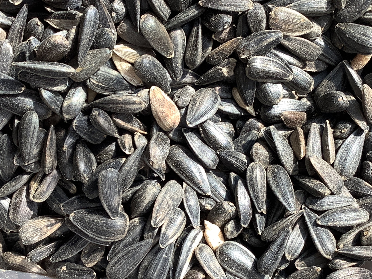 Wild Bird Seed: Black Oil Sunflower